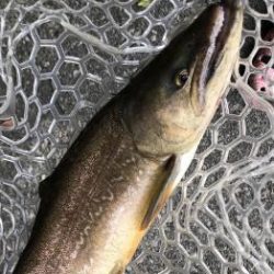 フィッシング サンクチュアリ 釣果