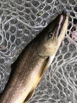 フィッシング サンクチュアリ 釣果