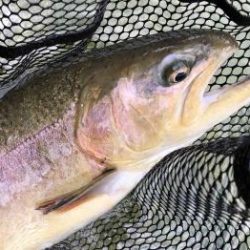 フィッシング サンクチュアリ 釣果