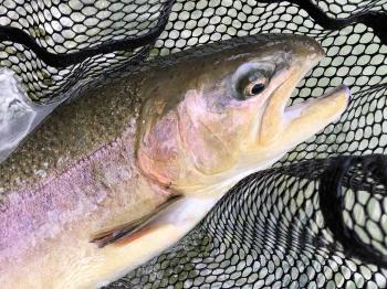 フィッシング サンクチュアリ 釣果