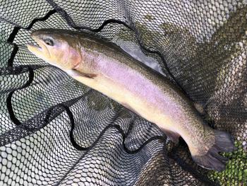 フィッシング サンクチュアリ 釣果