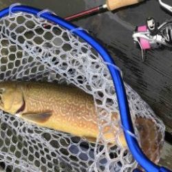 フィッシング サンクチュアリ 釣果