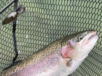 フィッシング サンクチュアリ 釣果