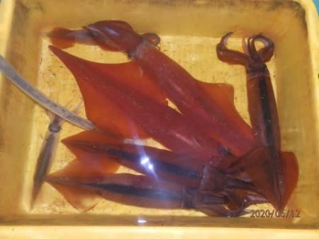 第二むつ漁丸 釣果