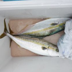 遊漁船 遊友 釣果