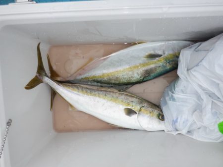 遊漁船 遊友 釣果