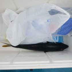 遊漁船 遊友 釣果