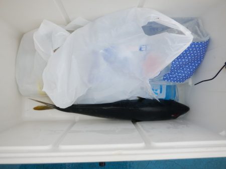 遊漁船 遊友 釣果