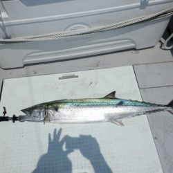 遊漁船 遊友 釣果