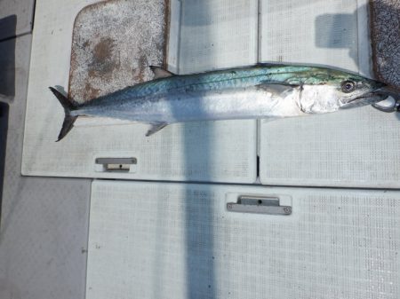 遊漁船 遊友 釣果