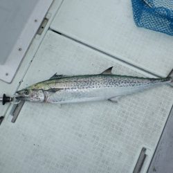 遊漁船 遊友 釣果