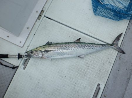 遊漁船 遊友 釣果