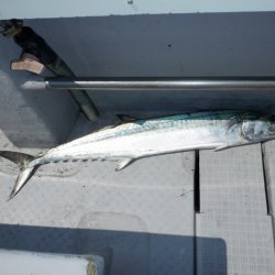 遊漁船 遊友 釣果