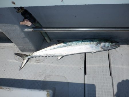 遊漁船 遊友 釣果