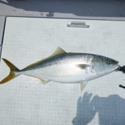 遊漁船 遊友 釣果