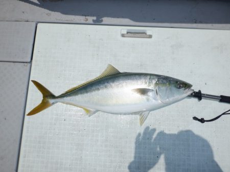 遊漁船 遊友 釣果