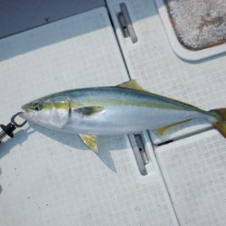 遊漁船 遊友 釣果