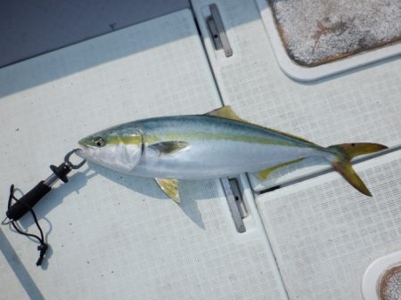 遊漁船 遊友 釣果