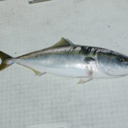 遊漁船 遊友 釣果