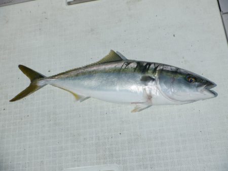 遊漁船 遊友 釣果