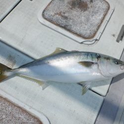 遊漁船 遊友 釣果