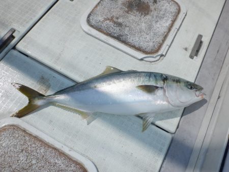 遊漁船 遊友 釣果