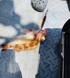 シーモンキー 釣果