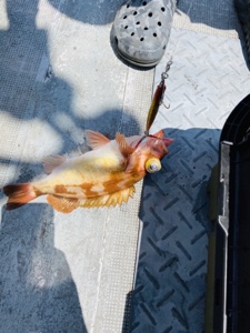 シーモンキー 釣果