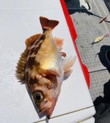 シーモンキー 釣果