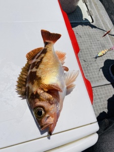 シーモンキー 釣果