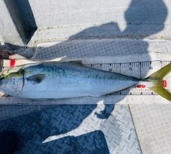 シーモンキー 釣果