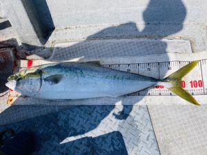 シーモンキー 釣果