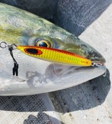 シーモンキー 釣果