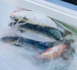 シーモンキー 釣果