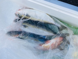 シーモンキー 釣果