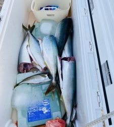 シーモンキー 釣果