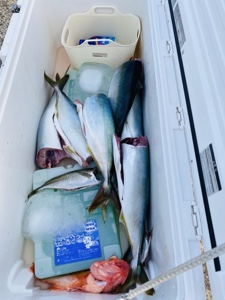 シーモンキー 釣果