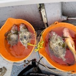 シーモンキー 釣果