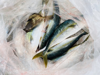 シーモンキー 釣果