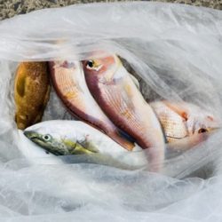 シーモンキー 釣果