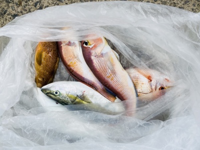 シーモンキー 釣果