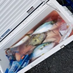 シーモンキー 釣果