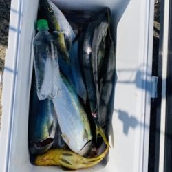 シーモンキー 釣果