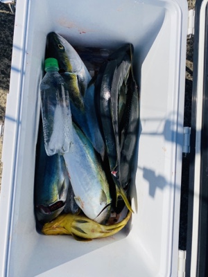 シーモンキー 釣果