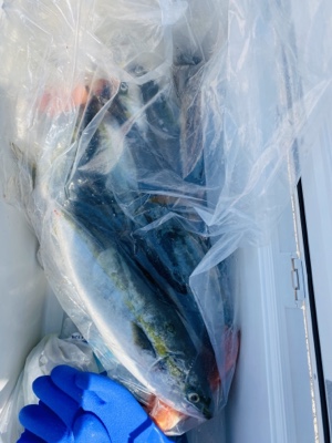 シーモンキー 釣果