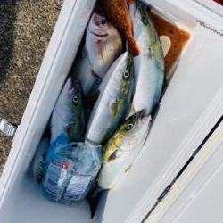 シーモンキー 釣果