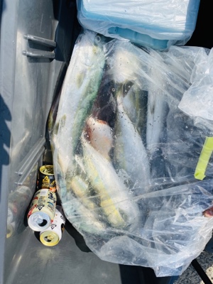 シーモンキー 釣果