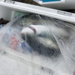 シーモンキー 釣果