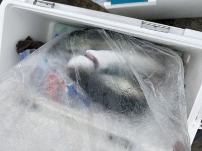 シーモンキー 釣果