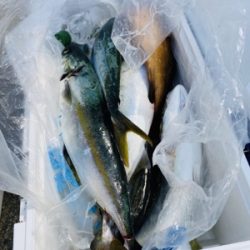 シーモンキー 釣果